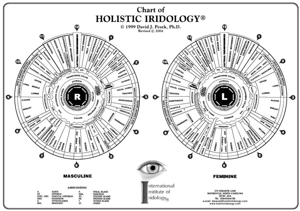 Mapa Iridologia – Iridología Mapa del ojo- Iridologia Mapa del ojo