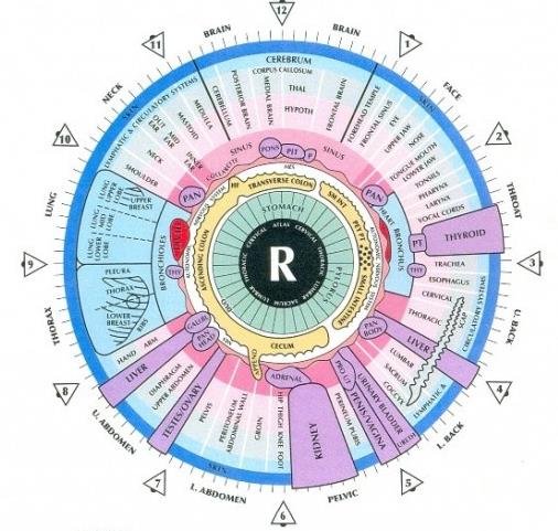 Mapa de Iridologia del Ojo Derecho 1