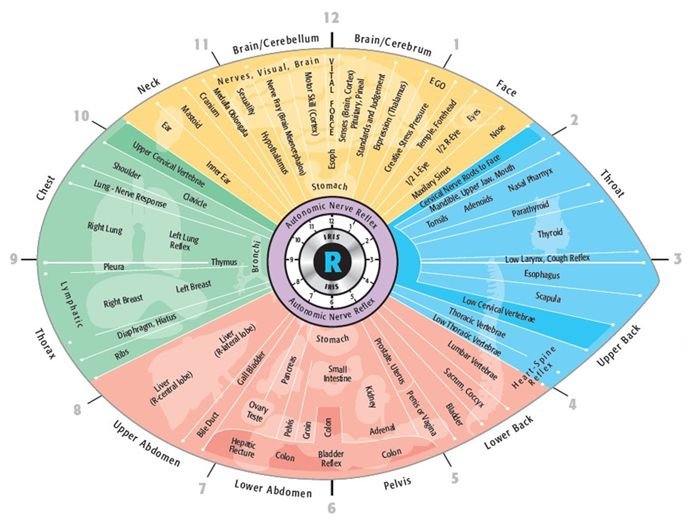 Mapa de Iridologia del Ojo Derecho 6
