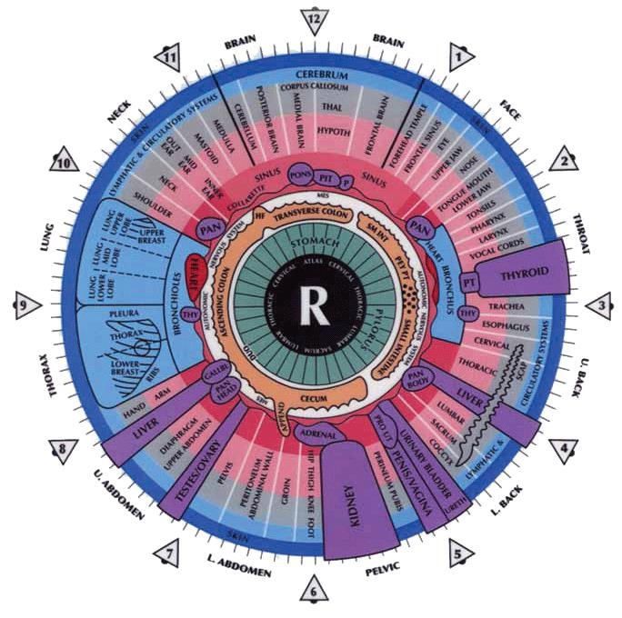 Mapa de Iridologia del Ojo Derecho 7