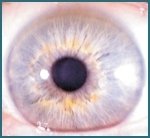 Estructura del Ojo y Funciones del Iris