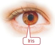 Estructura del Ojo y Funciones del Iris