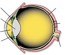Estructura del Ojo y Funciones del Iris