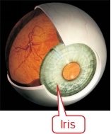 Estructura del Ojo y Funciones del Iris