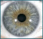 Estructura del Ojo y Funciones del Iris