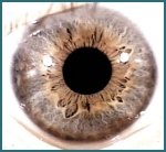 Estructura del Ojo y Funciones del Iris