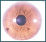 Estructura del Ojo y Funciones del Iris