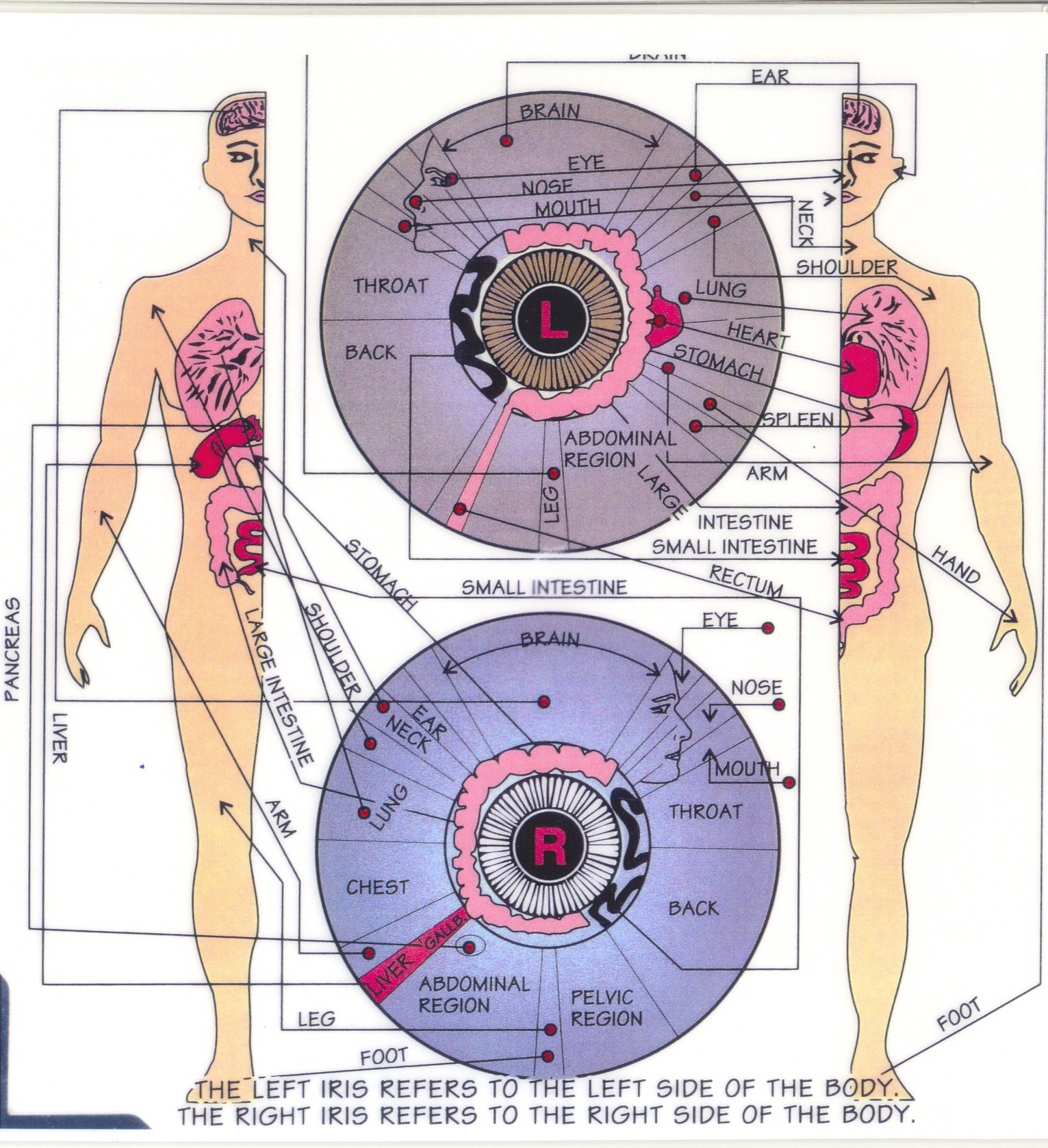 Cómo elegir un proveedor fiable de iriologo para venta al por mayor en México — MAIKONG IRIDOLOGY CAMERA (657).jpg