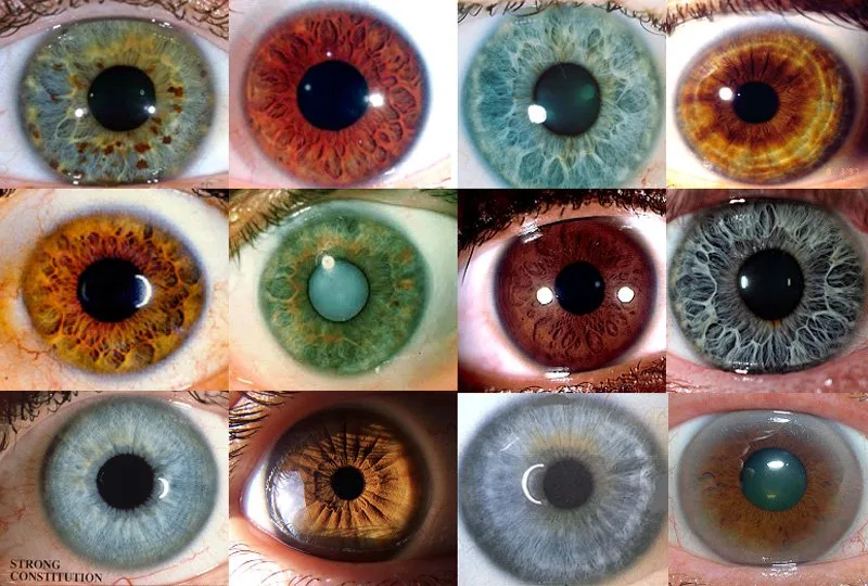 Dónde comprar equipos profesionales de iridología en México: opciones prácticas para agentes y distribuidores — MAIKONG IRIDOLOGY CAMERA (888).jpg
