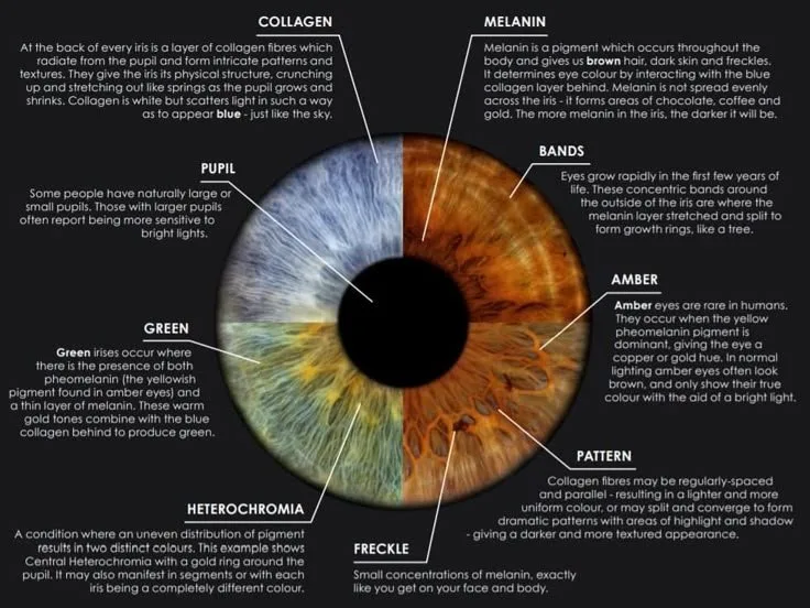 Cámara de iridología: qué deben saber los centros naturistas antes de decidir — Observación de Cambios de Color y Etapas de Salud en Iridología.jpg